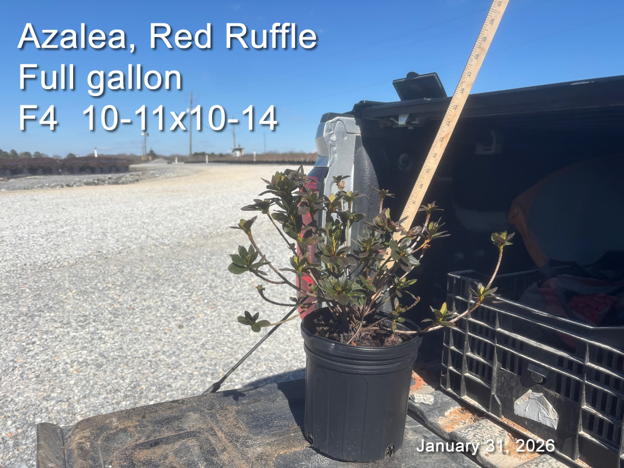 gallery/rr2yf f4 jan31.jpg